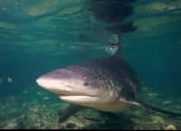 Le requin bouledogue peut atteindre 3,5 m de long et peser 110 kg. Il serait responsable de 18 % des attaques de squale mortelles répertoriées dans le monde. Il arrive en troisième position derrière le requin tigre (20 %) et le grand requin blanc (48 %). © AlKok, Flickr, CC by-nc-sa 2.0