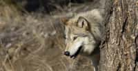 Dans l’esprit du rewilding, la réintroduction de loups dans le parc national de Yellowstone (États-Unis) a été bénéfique à l’ensemble de l’écosystème local. © Dennis Donohue, Adobe Stock