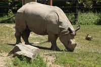 Le dernier rhinocéros de Java du Vietnam a été tué par des braconniers. &copy; ChinatownChef, Flickr, cc by nc nd 2.0