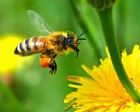Le virus des taches en anneaux du tabac se transmet notamment par le pollen, comme 5 % des virus de végétaux. Nous savions déjà que les abeilles pouvaient le transporter. En revanche, personne ne se doutait jusqu’à présent que ces pollinisatrices pouvaient être infectées. © Autan, Flickr, cc by nc nd 2.0