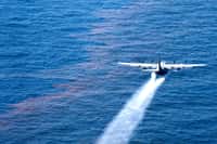 Ce Lockheed C-130 Hercules de l'armée américaine largue des dispersants sur du pétrole libéré lors de la catastrophe de la plateforme Deepwater Horizon. Le mélange pétrole-dispersant serait plus nocif pour les bars Dicentrarchus labrax que le pétrole seul. © Adrian Cadiz, Wikimedia Commons, DP