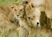 Chez les lions, un seul mâle suffit à avoir le pouvoir sur une dizaine de femelles. Pour s'assurer plus de petits-enfants, les mammifères peuvent donner naissance à de plus nombreux petits d'un sexe au détriment de l'autre.&nbsp;© Davis Dennis, Wikipédia, cc by sa 2.0