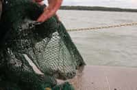 Avec ses six millions de tonnes de poissons fournies chaque année, grâce à ses 80.000 navires de pêche et à l'aquaculture, l'Union européenne occupe la quatrième place des producteurs de cette ressource&nbsp;dans le monde.&nbsp;©&nbsp;Ohio Sea Grant and Stone Laboratory, Flickr, cc by nc 2.0