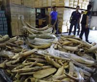 Plus de 23 tonnes d'ivoire ont été saisies en 2011, contre environ 10 tonnes l'an dernier. &copy; Elizabeth John, Traffic