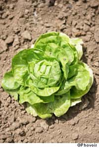 La salade est l'un des aliments qu'il faut éviter de consommer après un accident nucléaire. © Phovoir