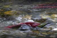 Des&nbsp;dizaines de millions de&nbsp;saumons rouges du Pacifique convergent&nbsp;du Canada&nbsp;vers le fleuve&nbsp;Fraser,&nbsp;en Colombie-Britannique. Pendant quelques semaines, à l’automne, ils&nbsp;y&nbsp;envahissent les cours d’eau&nbsp;et les rivières petites et grandes grouillent de poissons. Ces saumons rouges peuvent parcourir plus de 6.000 km dans le Pacifique avant de remonter leur rivière d'origine. Ils retrouvent leur chemin parce qu'ils ont mémorisé l'intensité du champ magnétique de leur lieu d'éclosion.&nbsp;©&nbsp;Andrew S. Wright, WWF Canada