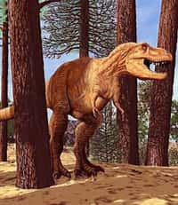 De l'ADN de dinosaure n'a encore jamais été retrouvé... et il n'y a que très peu de chance de mettre un jour la main dessus ! © DR