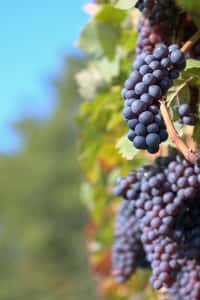 Jusque-là, le label bio ne pouvait concerner que la culture de la vigne. Les pratiques œnologiques ne pouvaient, elles, être certifiées. L'expression « vin issu de l'agriculture biologique » pourrait disparaître. © Gyuszkofoto, shutterstock.com