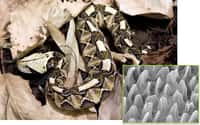 Les microcils qui recouvrent les taches noires la peau de la vipère du « Gabon de l'Ouest » fournissent un meilleur camouflage à l'animal. © Marlene Spinner, 2013, Scientific Reports