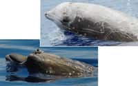 En haut,&nbsp;la baleine à bec de Cuvier,&nbsp;Ziphius cavirostris, la plus abondantes dans l'étude de la NOAA. En bas, la baleine à bec de Blainville,&nbsp;Mesoplodon densirostris, qui vit&nbsp;dans les eaux chaudes est très&nbsp;rare dans la zone d'étude&nbsp;©&nbsp;Bahamas Marine Mammal Research Organisation
