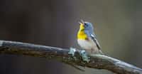 Les petits oiseaux commencent à pondre au moment du début du printemps, la plupart du temps un œuf par jour. © rayhennessy, Adobe Stock