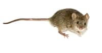 Des souris ayant reçu des bactéries intestinales Lactobaccillus rhamnosus sont moins stressées que les autres. Les récepteurs de l'acide &#947;-aminobutyrique situés dans le cerveau sont également plus actifs. L’ablation du nerf allant de l'intestin au cerveau fait disparaître ces caractéristiques, prouvant ainsi qu’un signal est envoyé grâce aux bactéries vers le système nerveux central. © George Shuklin, Wikimedia common, CC by-sa 1.0 