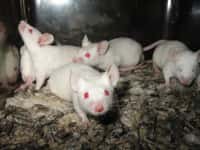 La progéniture des souris ayant subi un régime faible en protéines présente un métabolisme lipidique modifié. © DR