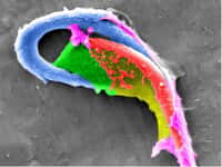 Image de microscopie électronique de la tête d'un spermatozoïde de souris. L'image a été grossie 10.000 fois. © FEI, Flickr