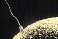 Pour franchir la zone pellucide de l'ovule et assurer la fécondation, le spermatozoïde utilise les enzymes de l'acrosome. Mais cette structure particulière ne peut exister sans l'oméga-3 DHA. © DR