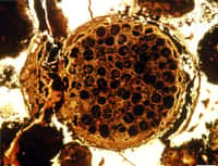 Des fossiles multicellulaires sphériques datant de 600 millions d'années ont été découverts dans la formation de Doushantuo dans le sud de la Chine. Vivant à l'époque dans un environnement marin peu profond, ils pourraient être les ancêtres des animaux ou des végétaux. © Lei Chen et al., Nature