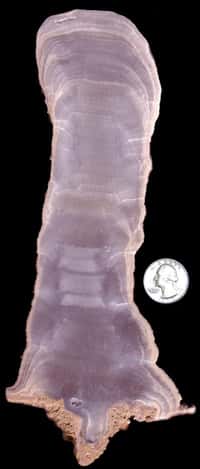 La coupe de la stalagmite étudiée par les chercheurs. Crédit : Gregory Springer, Ohio University