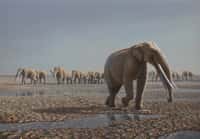 Reconstitution du troupeau d'éléphants ayant fréquenté le site de Mleisa 1 dans le désert d'Abu Dhabi, d'après les empreintes fossilisées laissées au sol. L'espèce a été choisie arbitrairement, elle correspond à Stegotretrabelodon. © Mauricio Antón