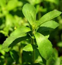 L'UE vient d'autoriser l'utilisation d'extraits de stevia dans les denrées alimentaires, en tant qu'additif alimentaire. © AFP Photo/FILES/Norberto Duarte