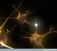 Les synapses sont les connexions nerveuses entre les neurones, et nous sont indispensables. Malheureusement, elles disparaissent progressivement dans la maladie d'Alzheimer, contribuant à l'accélération du déclin cognitif. La faute aux oligomères de bêta-amyloïdes. © Emily Evans, Wellcome Images, Flickr, cc by nc nd 2.0