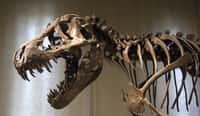 Le grand tyrannosaure, ou T-rex, pouvait courir, chasser et dévorer ses victimes jusqu'au dernier os, grâce à sa terrible mâchoire. Il pouvait aussi se repaître de carcasses d'autres dinosaures, même celles des plus gros. © atm2003, Fotolia