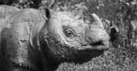 Tam était un rhinocéros de Sumatra. Le rhinocéros de Sumatra est le plus petit des rhinocéros. Son poids moyen est tout de même de 700 à 800 kilogrammes. © Borneo Rhino Alliance, Facebook