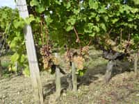Les tanins que l’on trouve dans le vin proviennent essentiellement des raisins. © Nathalie Mayer