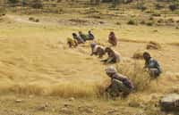 Dans les champs, les femmes éthiopiennes ramassent les grains de teff. Cette céréale sera-t-elle un jour aussi populaire que le quinoa ? © A. Davey, Flickr, cc by 2.0