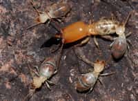 Des termites Neocapritermes taracua. Le gros individu, avec sa tête orange, est un soldat. Les autres sont des ouvriers. Celui en haut de l'image à droite est plus âgé et porte à l'arrière du thorax, dans un repli de cuticule, deux cristaux bleus. En bas à gauche, un jeune ouvrier n'arbore pas les taches bleues. Il n'a pas encore l'âge d'être un kamikaze. © R. Hanus