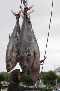 L’Italie et la commission environnement du Parlement européen veulent interdire la pêche au thon rouge. © Adulau CC by-sa