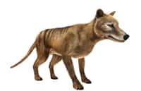 Le tigre de Tasmanie, aussi appelé thylacine, ressemble à un chien et porte des rayures. © photosvac, Fotolia