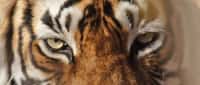 Les tigres peuvent marcher sur des centaines de km lorsqu'ils recherchent des proies, des partenaires ou un nouveau territoire. Ils savent également bien nager. Un tigre de Sumatra a déjà été observé tandis qu’il franchissait un bras de mer de 29 km de large par ses propres moyens. © ianduffy, Flickr, cc by nc 2.0