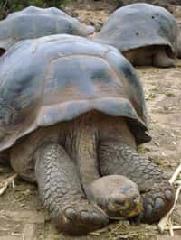 Les tortues géantes des Galápagos regroupent dix espèces dont Geochelone nigra. Elles constituent les animaux les plus emblématiques de cet archipel. © NOAA, DP
