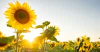 Une fois sa croissance achevée, le tournesol reste orienté en direction du soleil du matin. © Getman, Shutterstock