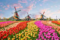 Paysage typique de la campagne néerlandaise avec son champ de tulipe et ses moulins à vent. © olenaznakk, Fotolia