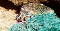 Exemple de déchets présents dans les mers : un filet fantôme. Perdu ou jeté par des pêcheurs, il continue d'emprisonner des animaux marins. © Wikimedia Commons, DP