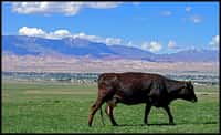 Être domestiqué ne signifie pas vivre entre des clôtures. Cette vache vit sa vie paisiblement au Kirghizstan et rentre seule à l'étable lorsqu'elle en a envie. © Böltürük (Trondheim), Flickr, CC by-nc 2.0