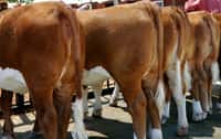 Dans les élevages industriels, les éleveurs américains, mais aussi français, continuent à utiliser des antibiotiques pour faire grossir leurs animaux, malgré les recommandations. En conséquence, les bactéries s'adaptent et ont une raison de plus de devenir résistantes.&nbsp;© St0rmz, Flickr, cc by sa 2.0