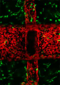 Cette image, prise au microscope, montre les vaisseaux sanguins recréés à partir de moules en sucre (en rouge) entourés des cellules qu'ils alimentent (en vert). Avec un tel réseau, on peut fournir en énergie un organe entier. © Jordan Millar et al., Nature Materials