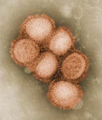 Le virus de la grippe A(H1N1) s'est fait connaître en 2009 en engendrant une pandémie de grippe. Bien que très hautement contagieux, il n'est pas d'une forte virulence en règle générale.&nbsp;Il a quand même occasionné des milliers de morts dans le monde, et plus probablement des centaines de milliers.&nbsp;© C. Goldsmith, A. Balish, CDC, DP