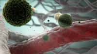 Une épidémie de dengue frappe Madère. Cette image représente le virus responsable dans la circulation sanguine. Il cause une maladie qui se caractérise par de la fièvre, des douleurs articulaires ou des courbatures. Dans sa forme sévère, elle peut même devenir mortelle. Pour le moment, aucune victime n'est à déplorer du côté de l'archipel portugais. © Sanofi Pasteur, Flickr, cc by nc nd 2.0