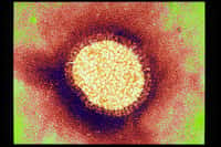 Le virus de la grippe A(H7N9) serait le fruit de quatre modifications génétiques qui se sont produites successivement dans au moins deux canards différents et deux poulets.&nbsp;© Sanofi Pasteur, Flickr, cc by nc nd 2.0