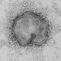 Simple pause ou fin de l'épidémie ? Le virus de la grippe A(H7N9), ici à l'image, semble s'être calmé ces derniers jours, mais il soulève encore de nombreuses questions sans réponses. Les autorités sanitaires craignent une épidémie mondiale qui pourrait être catastrophique.&nbsp;© C. Goldsmith, CDC, DP