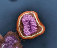 La grippe aviaire H5N1 a fait 345 morts pour 584 cas au 8 février 2012 selon l'OMS et ce depuis 2003. Ce faible nombre de patients s'explique parce que le virus ne se transmet pas d'Homme à Homme. Une chance étant donné le taux de mortalité de 59 %. Les autorités sanitaires s'inquiètent puisque les deux études ont mis au point un virus de la grippe capable de se transmettre chez le furet, donc chez un mammifère. Mais on ne sait pas si c'est le cas chez l'Homme. Auquel cas, ce serait catastrophique. Les prévisions les moins pessimistes parlent, en cas de pandémie, d'une mortalité plus grande que le fameux épisode de grippe espagnole en 1918 qui fit des dizaines de millions de morts... © Cynthia Goldsmith, Centers for Disease Control and Prevention, DP
