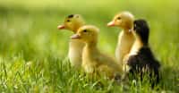 Seuls, de petits canards peuvent servir d’auxiliaires dans les rizières. Plus grands, ils risqueraient d’abimer les cultures. © Africa Studio, Adobe Stock