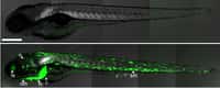 Ces deux poissons-zèbre transgéniques ont été créés pour détecter la présence de polluants se fixant aux récepteurs spécifiques des œstrogènes. L'image du bas montre un individu ayant été exposé à 100 ng par litre d'éthynyl-œstradiol, une substance active entrant dans la composition des pilules contraceptives. Les zones colorées en vert correspondent aux muscles crâniens (cm), au cœur (h), à l'œil (le), au foie (li), aux neuromastes (n) et aux muscles squelettiques des myomères (sm). © Adapté de Lee et al. 2012, Environmental Health Perspectives