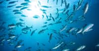 Avec le réchauffement climatique, les zones mortes se multiplient dans l'Océan. Avec de nombreuses conséquences à attendre, notamment sur les populations d’animaux marins. © ead72, Adobe Stock