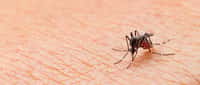Pourquoi les moustiques sont-ils attirés par la peau des humains ? © frank29052515, Adobe Stock