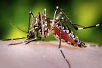 Des chercheurs brésiliens ont développé un larvicide biodégradable à base d'une substance présente dans l'huile essentielle de thym encapsulée dans une coque de fécule de maïs, afin de tuer les larves du moustique Aedes aegypti, principal vecteur de la dengue. © James Gathany, PHIL, CC By-NC-ND 2.0 