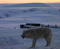 Un loup près de la base militaire permanente d'Alert, dans l'Arctique canadien, en 2004, à moins de 900 km du pôle Nord. © Stéphanie Pertuiset - AFP/Archives